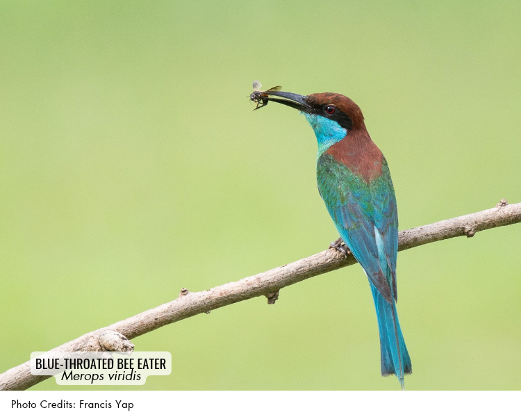 Blue-throated Bee-eater (Merops viridis)
